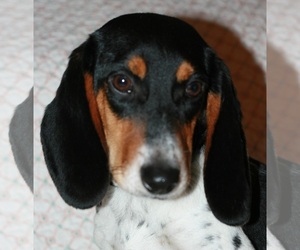 Medium Photo #1 Beagle-Bluetick Coonhound Mix Puppy For Sale in Attalka, AL, USA