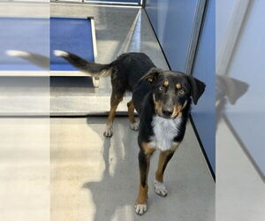 German Shepherd Dog-Unknown Mix Dogs for adoption in San Bernardino, CA, USA