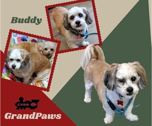 Shih Tzu-Unknown Mix Dogs for adoption in Lindsay, CA, USA