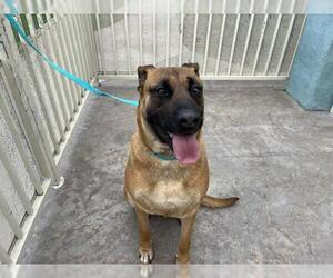 Shepradors Dogs for adoption in Corona, CA, USA