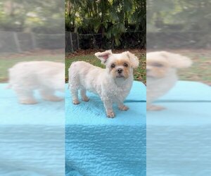 Lhasa Apso Dogs for adoption in Weston, FL, USA