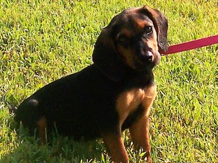 Black and Tan Coonhound Dogs for adoption in Paris, ME, USA