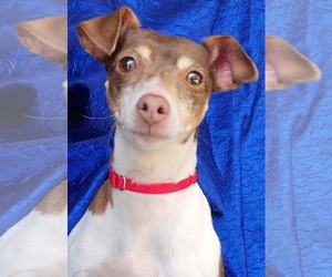Jack-Rat Terrier Dogs for adoption in Cuba, NY, USA