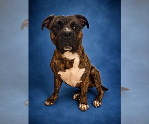 Mutt Dogs for adoption in Westminster, MD, USA