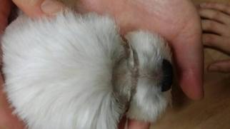 Maltese Dogs for adoption in Bellevue, WA, USA