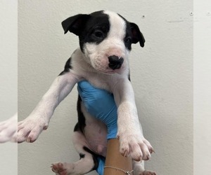 Bull Terrier-Unknown Mix Dogs for adoption in San Antonio, TX, USA