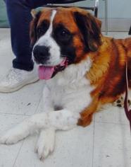 Saint Bernard Dogs for adoption in Monkton, MD, USA
