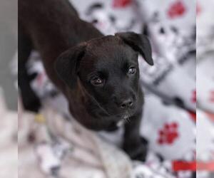 Labrador Retriever-Unknown Mix Dogs for adoption in San Diego, CA, USA