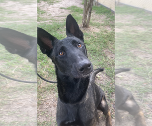 Mutt Dogs for adoption in Imlay City, MI, USA