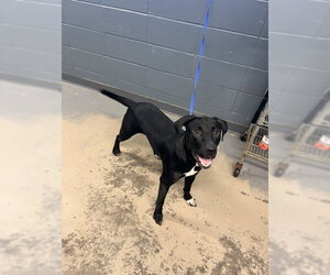 Labrador Retriever-Unknown Mix Dogs for adoption in Tallahassee, FL, USA