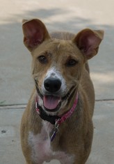 Medium Photo #1 Sheprador Puppy For Sale in Fresno, CA, USA
