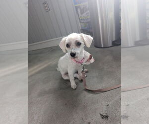 Maltese-Unknown Mix Dogs for adoption in Gloversville, NY, USA