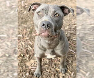 Mutt Dogs for adoption in Fremont, CA, USA