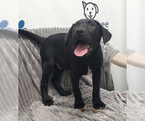 Mutt Dogs for adoption in Lake City, MI, USA