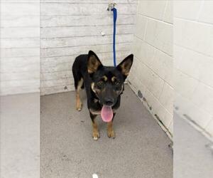 German Shepherd Dog Dogs for adoption in San Bernardino, CA, USA