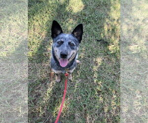 Mutt Dogs for adoption in Garden City, NY, USA