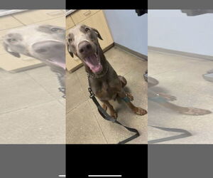 Doberman Pinscher Dogs for adoption in Minneaoplis, MN, USA