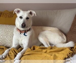 Labrador Retriever-Unknown Mix Dogs for adoption in Minneapolis, MN, USA