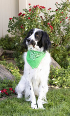 English Setter Dogs for adoption in Sandy, UT, USA