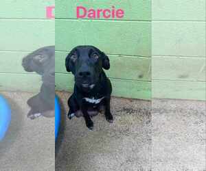 Mutt Dogs for adoption in Sheboygan, WI, USA