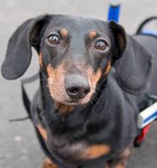 Dachshund Dogs for adoption in St. Cloud, MN, USA