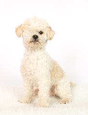ShihPoo Dogs for adoption in St. Louis Park, MN, USA