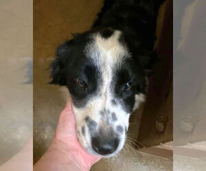 Border-Aussie Dogs for adoption in Grafton, WI, USA