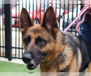 German Shepherd Dog-Unknown Mix Dogs for adoption in Grass Valley, CA, USA