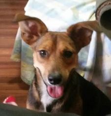 Rat Terrier-Unknown Mix Dogs for adoption in Lithia, FL, USA