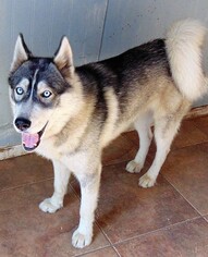 Siberian Husky Dogs for adoption in Pacific grove , CA, USA