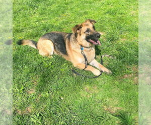 German Shepherd Dog Dogs for adoption in Millburn, NJ, USA