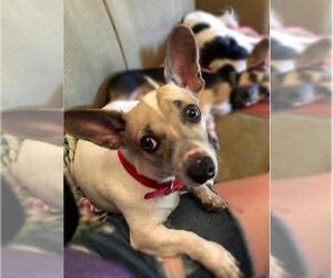Dorgi Dogs for adoption in Longview, TX, USA