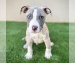American Pit Bull Terrier Dogs for adoption in Fredericksburg, TX, USA