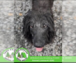 Mutt Dogs for adoption in Stroudsburg, PA, USA