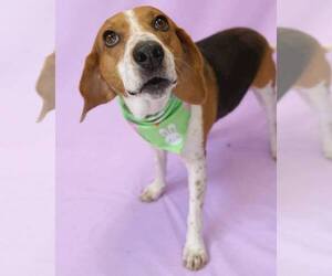 American Foxhound-Beagle Mix Dogs for adoption in Holly Springs, NC, USA