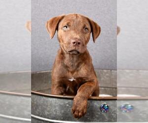 Labmaraner Dogs for adoption in Sheridan, CO, USA