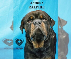 Rottweiler Dogs for adoption in Stockton, CA, USA