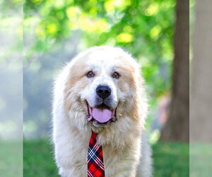 Great Pyrenees-Unknown Mix Dogs for adoption in Unionville, PA, USA