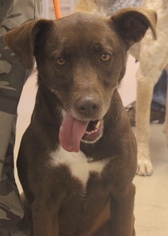 Basset Retriever Dogs for adoption in Cologne, NJ, USA