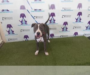 American Pit Bull Terrier Dogs for adoption in Orlando, FL, USA