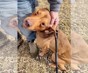 Doberman Pinscher Dogs for adoption in Grantsville, UT, USA