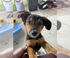 Mutt Dogs for adoption in Sandy, UT, USA