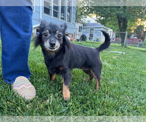 Chihuahua Dogs for adoption in Rochester, NY, USA