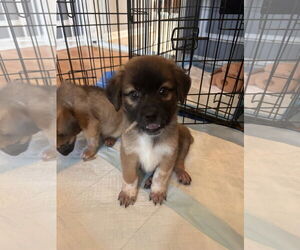 German Shepherd Dog-Unknown Mix Dogs for adoption in Stephens City, VA, USA