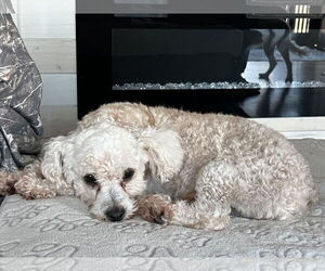 Poodle (Miniature)-Unknown Mix Dogs for adoption in Woodbury, NY, USA