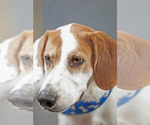 Treeing Walker Coonhound Dogs for adoption in Holly Springs, MS, USA