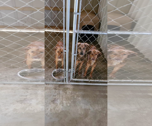 Australian Shepherd Dogs for adoption in Crystal, MN, USA