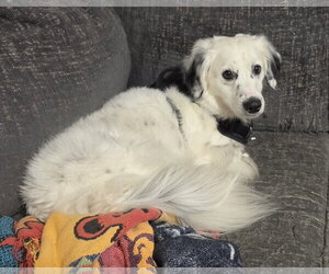 Dachshund-English Setter Mix Dogs for adoption in Lexington Park, MD, USA