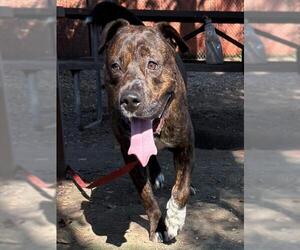 American Pit Bull Terrier Dogs for adoption in Santa Maria, CA, USA