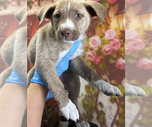 Mutt Dogs for adoption in San Bernardino, CA, USA